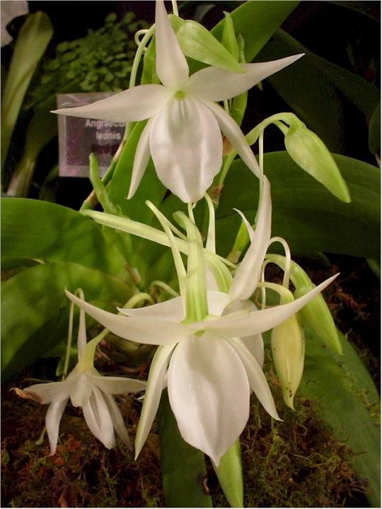 Angraecum orchid Angraecum orchid
